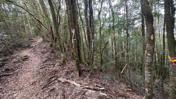 忘憂森林.金柑樹山2668879