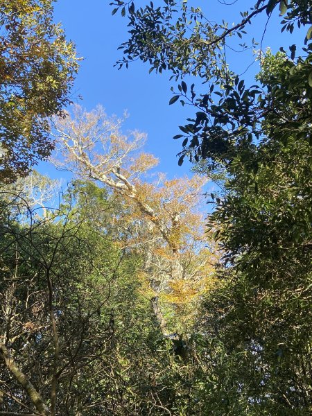 114.11.16 北得拉曼追黃金山毛櫸2937920