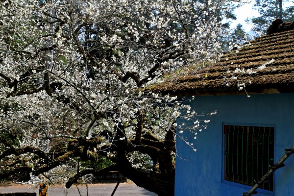 【南投~信義 】牛稠坑賞梅1254947