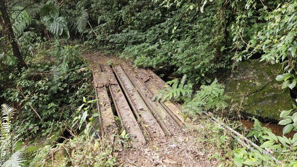 20260224興基坑古道-淡基橫斷古道-界寮縱走o型3007559