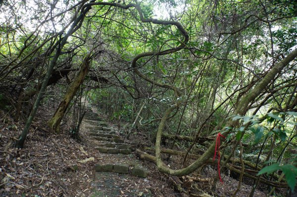 新北 三峽-土城 大暖尖山、火焰山、石門內尖山、十八羅漢岩、成福山3016601