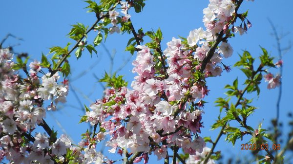 春暖花開，鳥語花香1633860