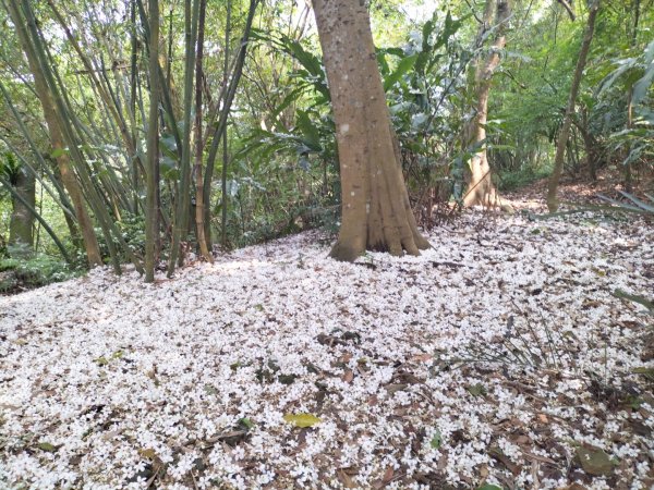 青潭竹林路2巷…青潭尖…新烏路…竹林路2479735