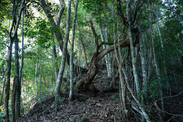台中 和平 南松鶴山、八仙山、東松鶴山2877932