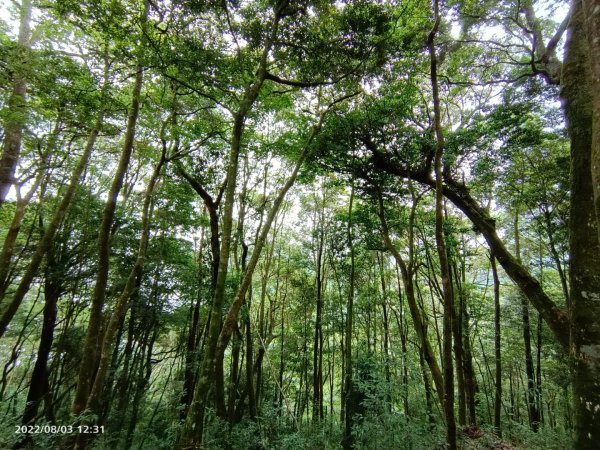 屋我尾山行走遇到黑熊1791075