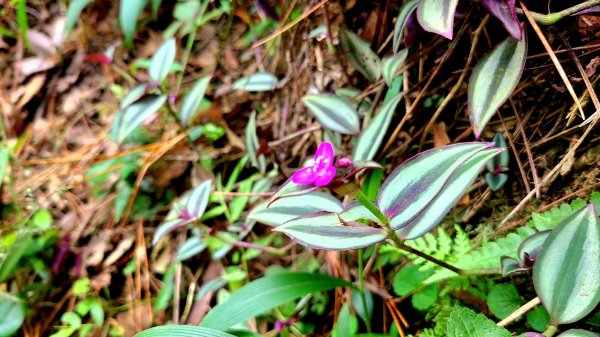 小百岳關刀山889m+銅鑼杭菊1924030
