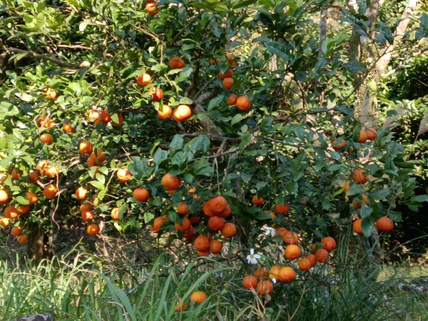 坪林區楣子寮尖+土地公遺址+火燒寮古道+枋山坑古道+枋山坑崙O型2985590