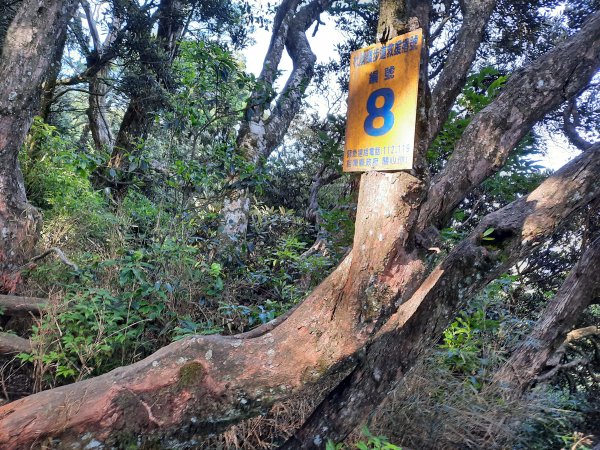 加里山 杜鵑嶺 鐵道 大O型 大坪上1053389