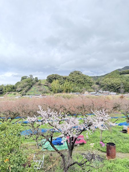 熊野古道中邊路D1 紀伊田邊、潮見峠O繞 2025.3.162744370