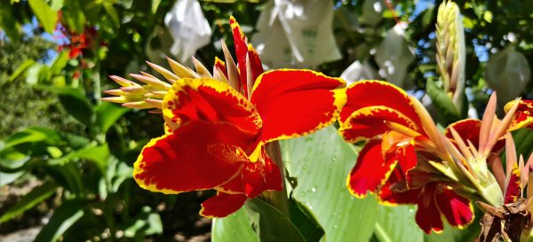 2025/08/30_華山山豬湖步道2876435