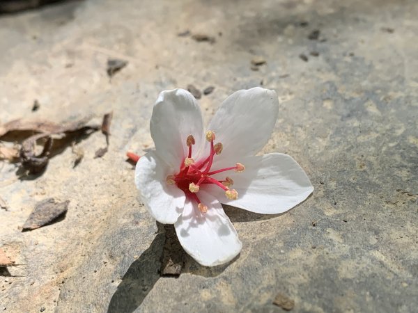 20251004高雄尾寮山-西北峰2907852