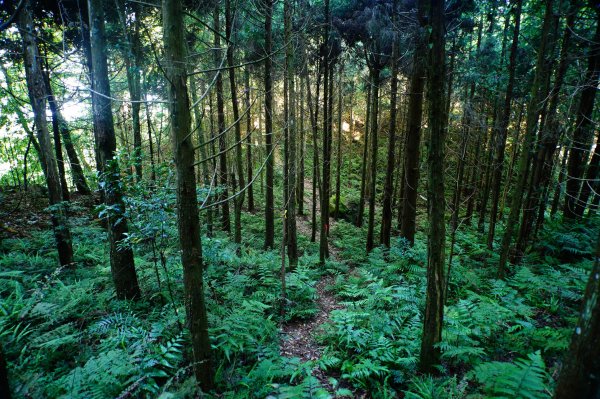 新竹 尖石 煤源山、比麟山、尖石山3071512