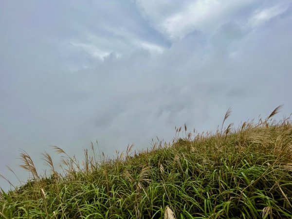 黃金十稜 龍洞稜 和美山登草山1221005