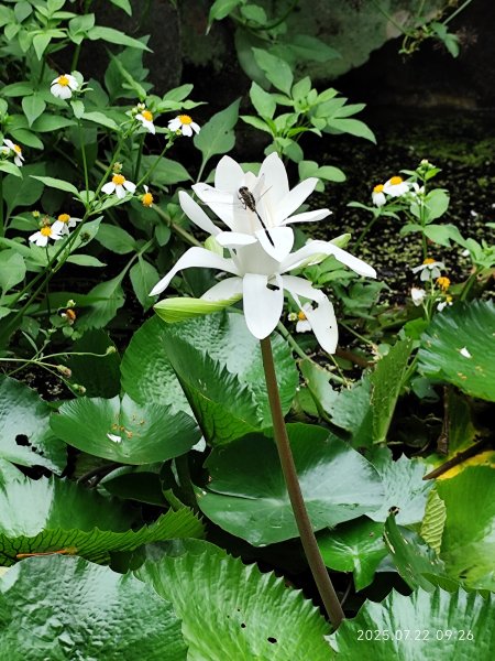 天母古道、西門町、艋舺青山宮、剝皮寮、龍山寺2844581