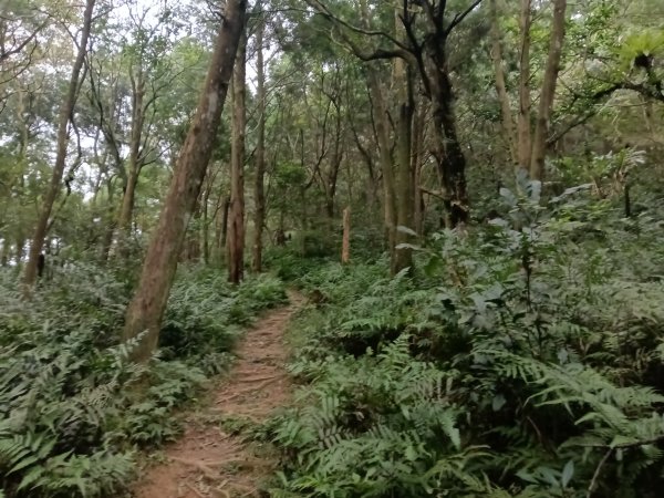 頭城鎮圓通寺+鴻子山東北峰+鴻子山+後湖子山林道+五峰旗山+840峰+水鴨池+水鴨崙+圓通寺O型2983763