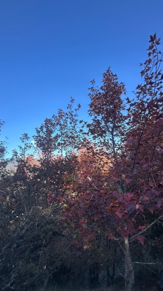 馬武霸下武陵2962379