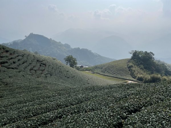 梨子腳山1310164