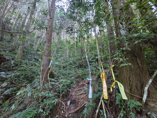 干卓萬山單座百岳驚見‘’萬大豹、水鹿大軍、圓月、雲海、藍天大景2632641