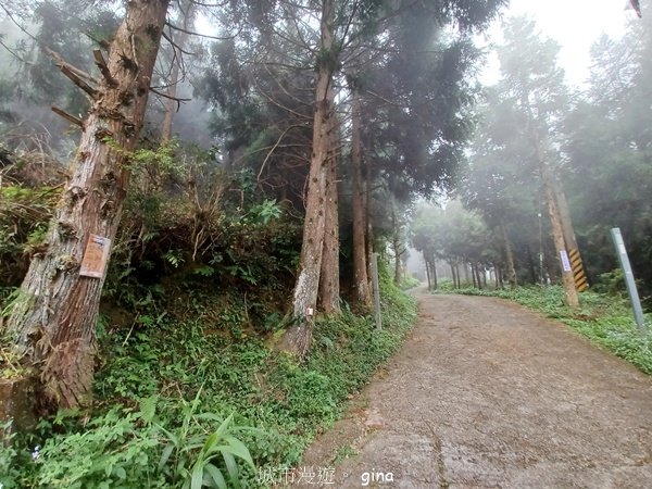 【新竹五峰】迷霧山林。 民都有山登山步道(面托油山)x民都有山北峰2991901