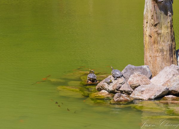 [宜蘭]明池森林遊樂區2725173