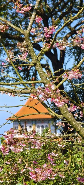 追花是簡單的快樂，賞花是恬淡的幸褔 1/292990541