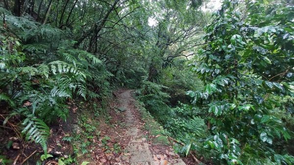 小百岳NO.14 深坑土庫岳。更寮古道 山豬窟尖，小南港山，南港山水綠生態公園2257368