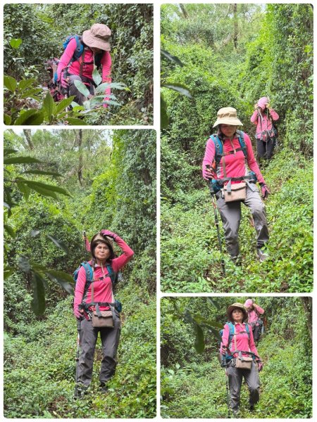 關西大東坑山/草長難過  順訪東安古橋2930514