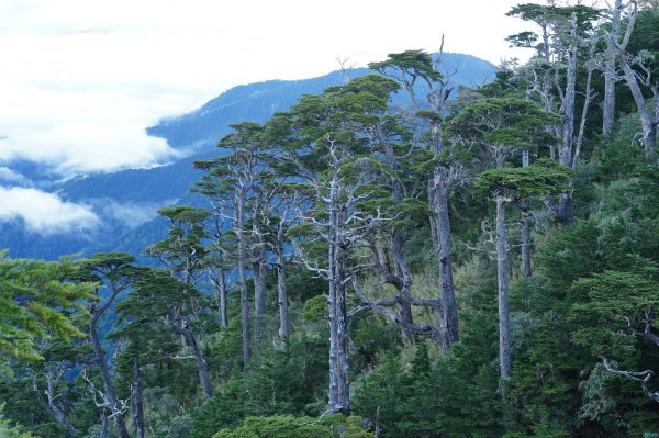 臺中 和平 池有山2653681