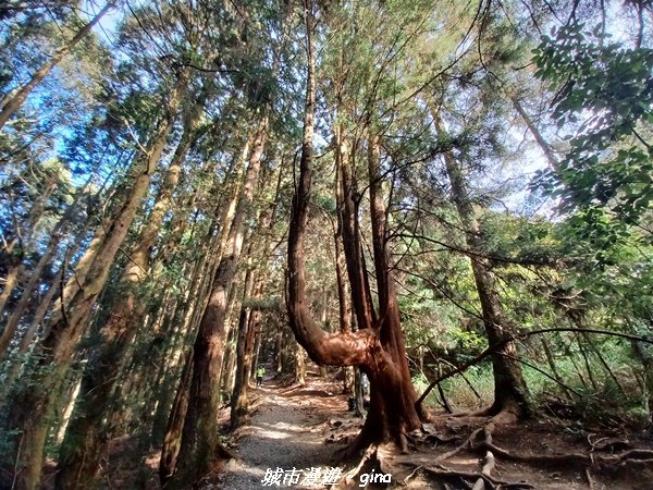 台中和平/2022谷關七雄慢旅台中登山活動認證。 針葉林道踩踏像地毯~馬崙山步道【谷關七雄】我完登了1940000