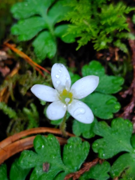稍來小雪山國家步道、船型山、鞍馬山、鞍馬山東北峰、天池、雪山神木2799674