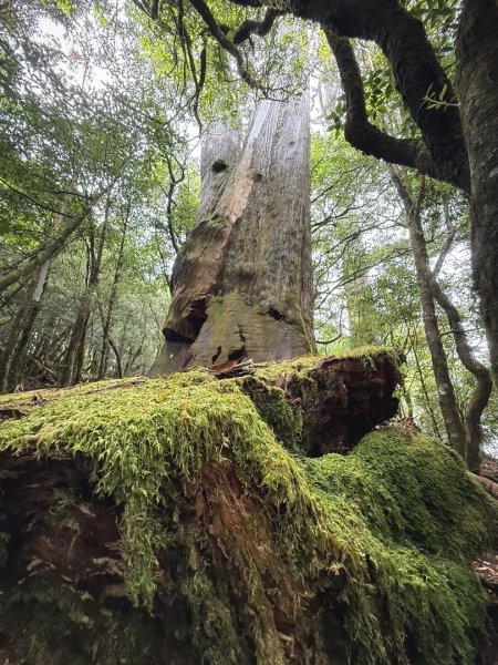 船型山林道賞雲海、烏石坑山、2432峰 山景海景一次到位2929307