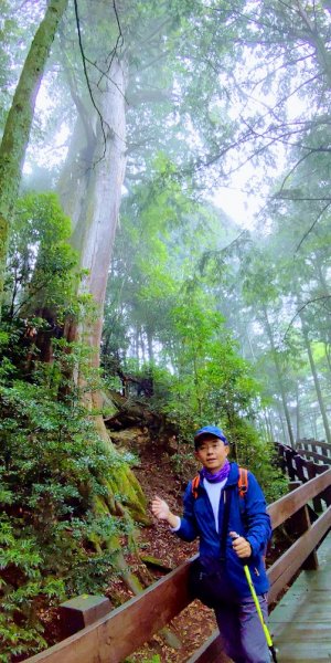 【新竹】觀霧迷幻森林：檜山巨木群步道1111871