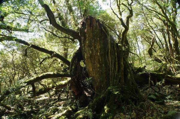 桃園 復興 把家灣山、低陸山2865383