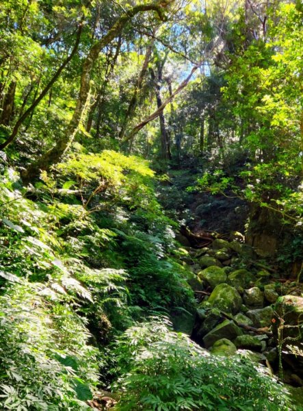 【中級山】插天山的奇幻世界，赫威山，赫威神木群步道2741295