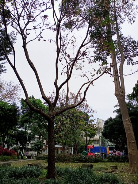 春暖花開的內湖文德三號公園、瑞陽公園、大港墘公園【齊心鞋力向前走】2025366