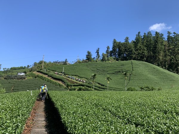 20250816嘉義鼠眉毛O繞2864073