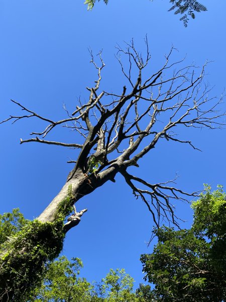 2024/09/16 天母古道（水管路） 紗帽山2884400