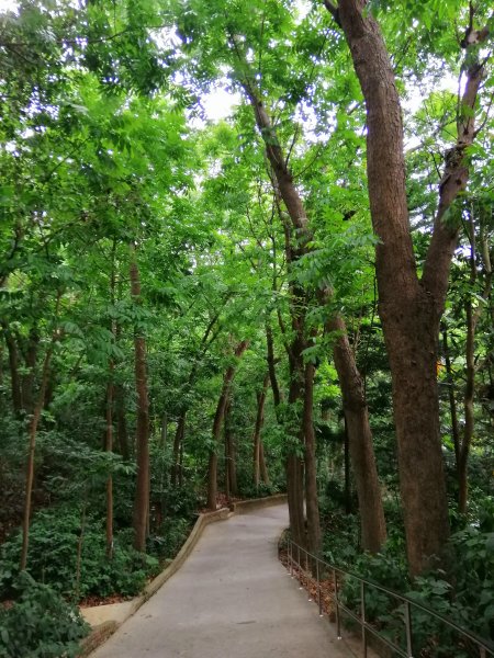 彰化~森林fu~桃源里森林步道988800