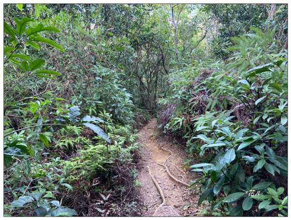 烏尖連峰縱走18基石 ( 唭哩岸山、軍艦岩、丹鳳山 )2981015