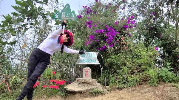 小百岳關刀山889m+銅鑼杭菊1924102