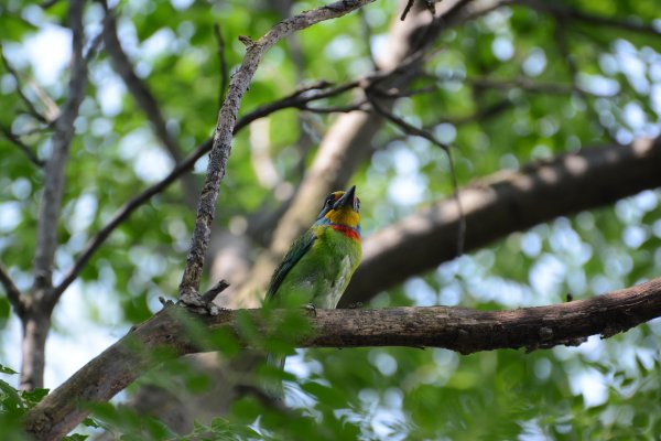 【新聞】春暖花開育雛季節 大安森林公園賞鳥趣