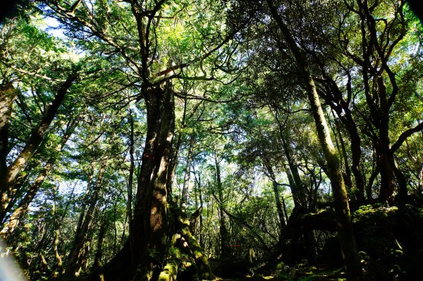 桃園 復興 達觀山、拉拉山3101838