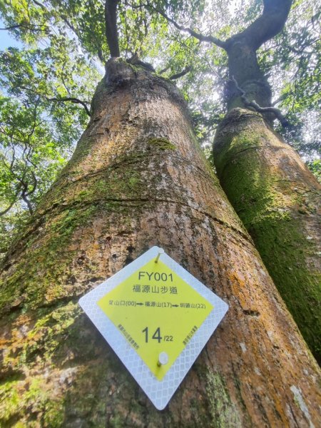 福源山步道-鶯歌大榕樹平台2847764