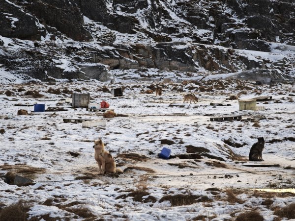 [紐約馬之行-32] 2025_1106 格陵蘭犬2947920