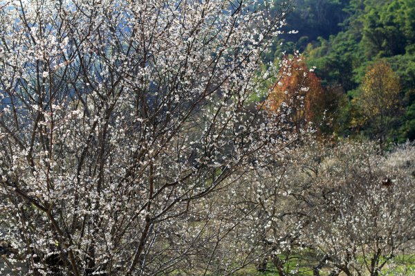 【南投~信義 】牛稠坑賞梅1254932