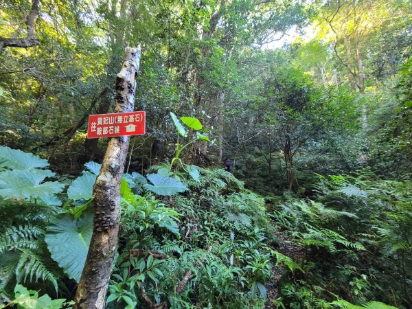 《貴妃那鳥包》O型縱走(貴妃山、那結山、外鳥嘴山、蓮包山)1853948