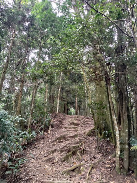 【新竹縣北埔鄉】五指山步道2833627