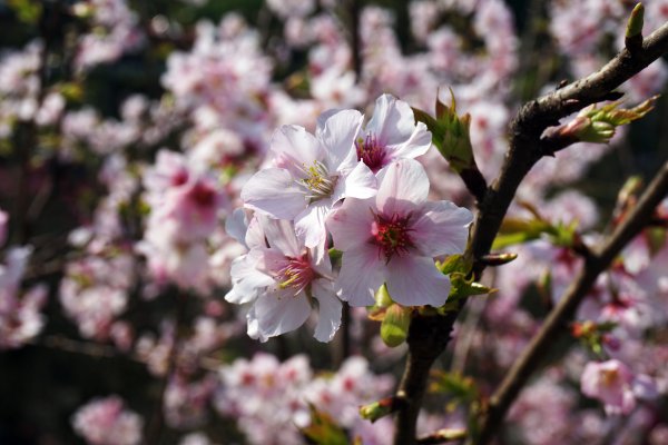 桃花源、三生的浪漫1642292