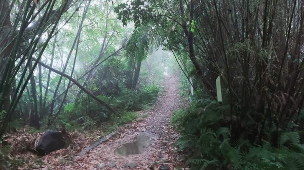 小百岳NO.14 深坑土庫岳。更寮古道 山豬窟尖，小南港山，南港山水綠生態公園2257348