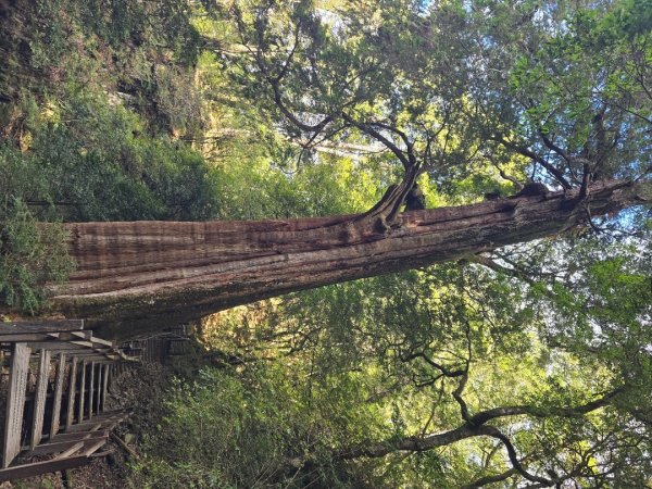 大雪山國家森林遊樂區賞楓／看神木／賞雪白山頭／賞大景2974298